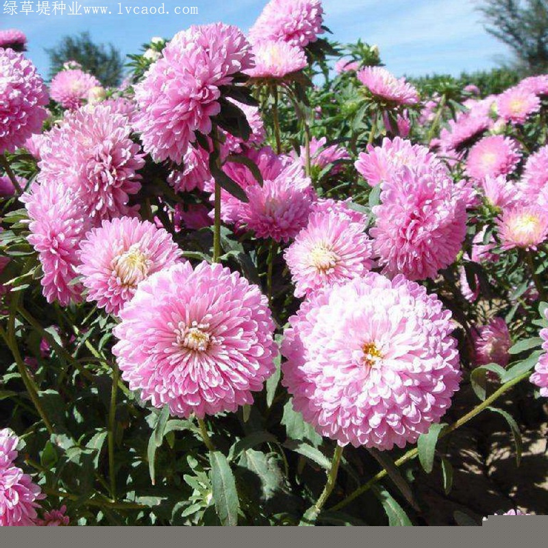 茼蒿菊