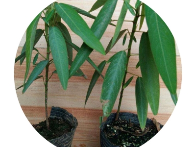 跳舞草種子