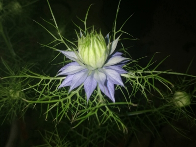 黑種草種子可以去哪里購買？