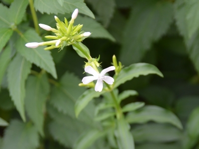 肥皂草種子幾天發(fā)芽，開花開多久？