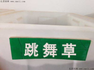 跳舞草種子價格，多少錢一斤？