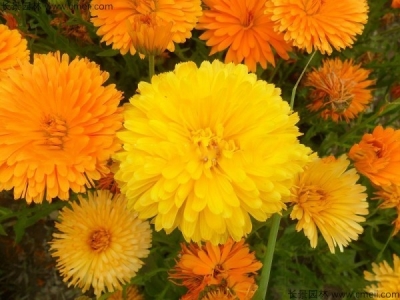 金盞菊種子幾天發(fā)芽？