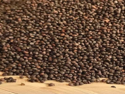 紫蘇種子要浸泡才能種嗎？