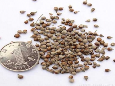 黃菊花種子多少錢一斤？