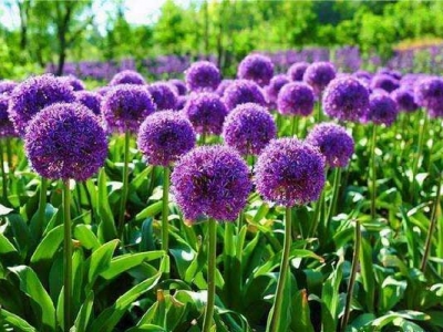 大花蔥種子多長(zhǎng)時(shí)間開花？