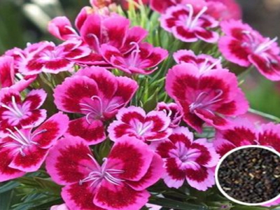 五彩石竹種子多久發(fā)芽開花？