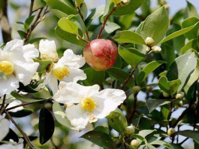 油茶花期在農(nóng)歷幾月？