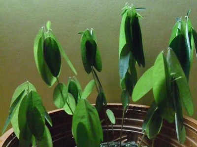 跳舞草種子幾天發(fā)芽？