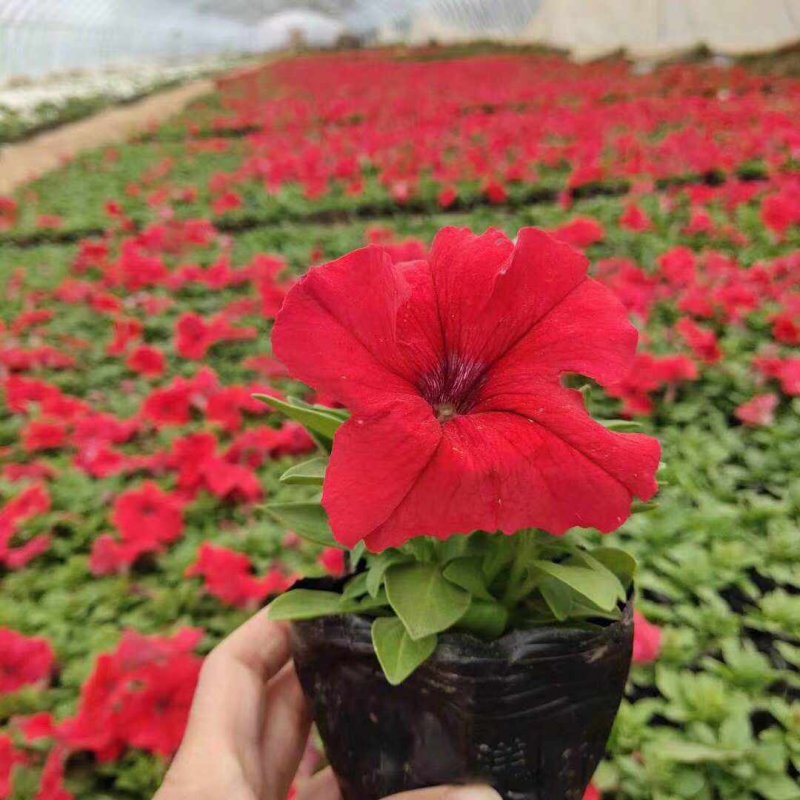正紅大紅色矮牽?；ǘ?/>
</p>
<p style=