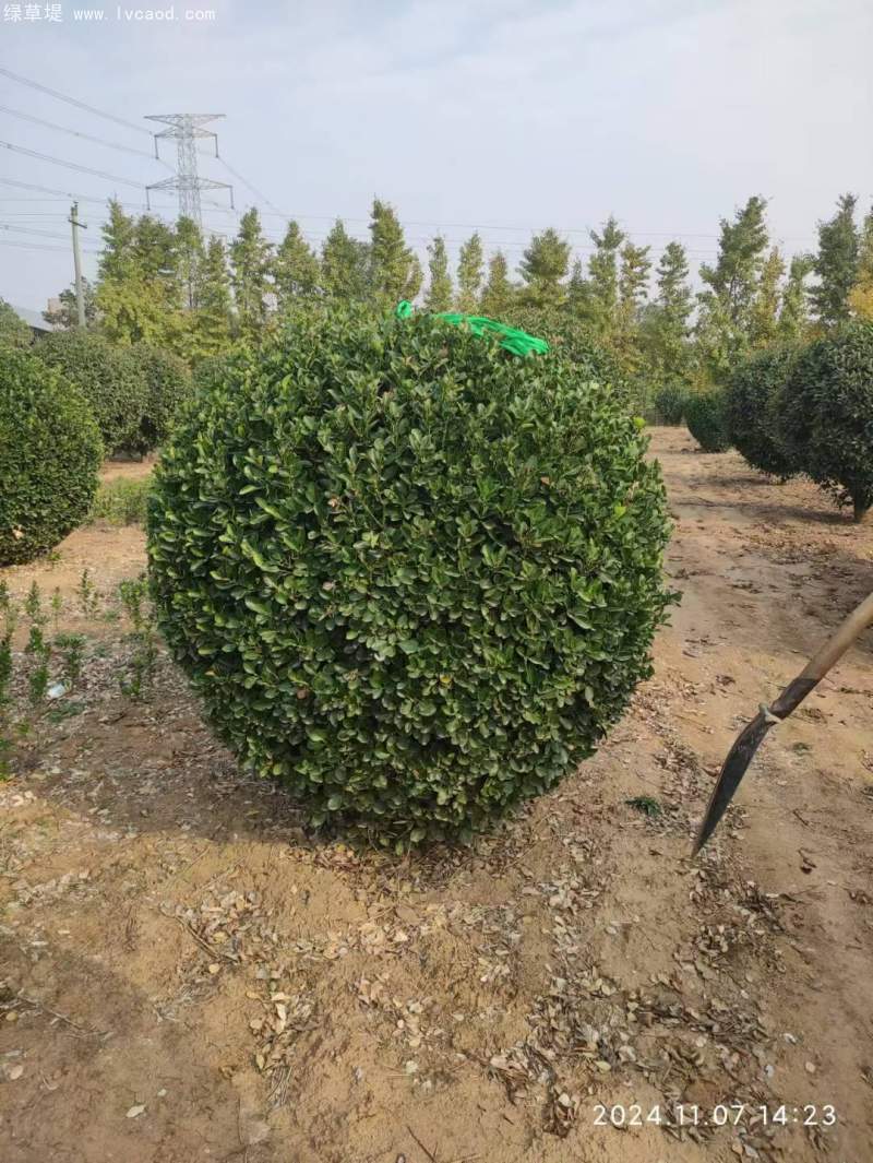 大葉黃楊球