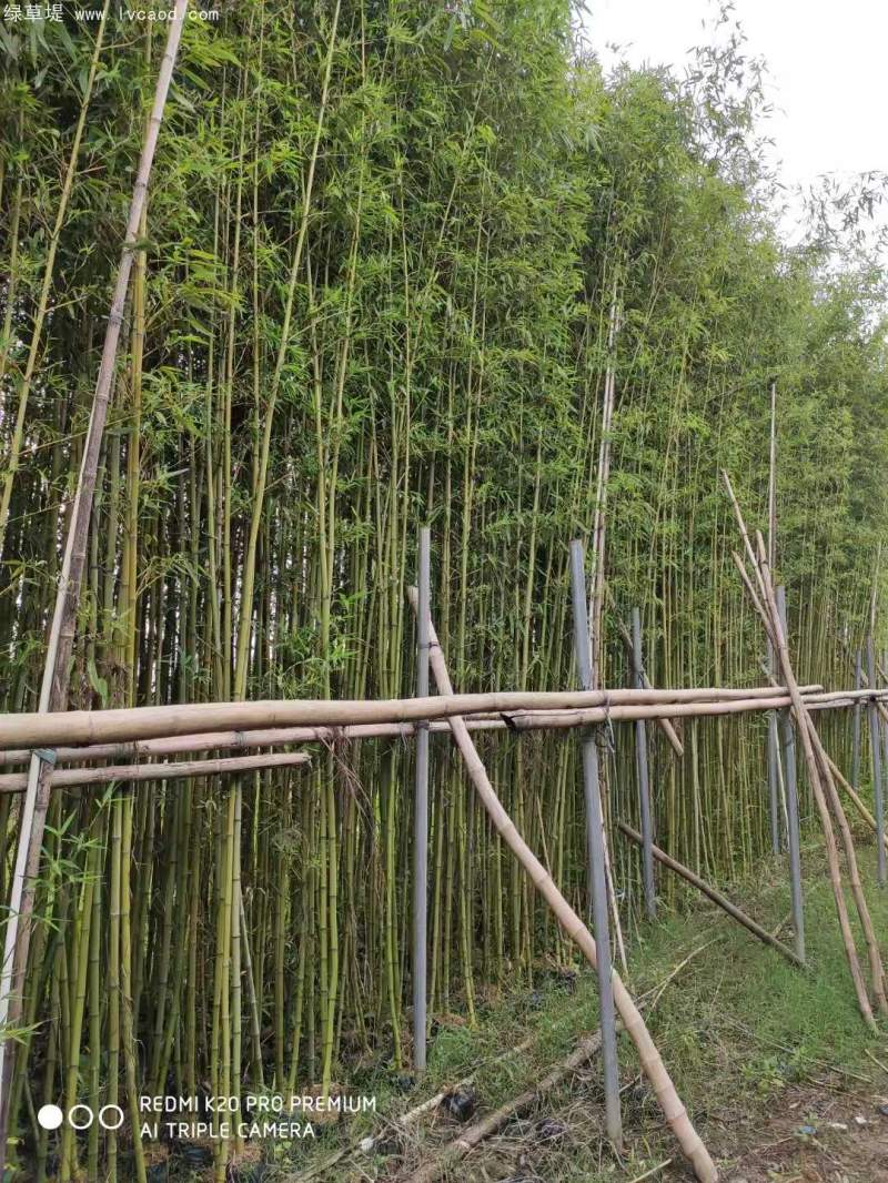 淡竹苗