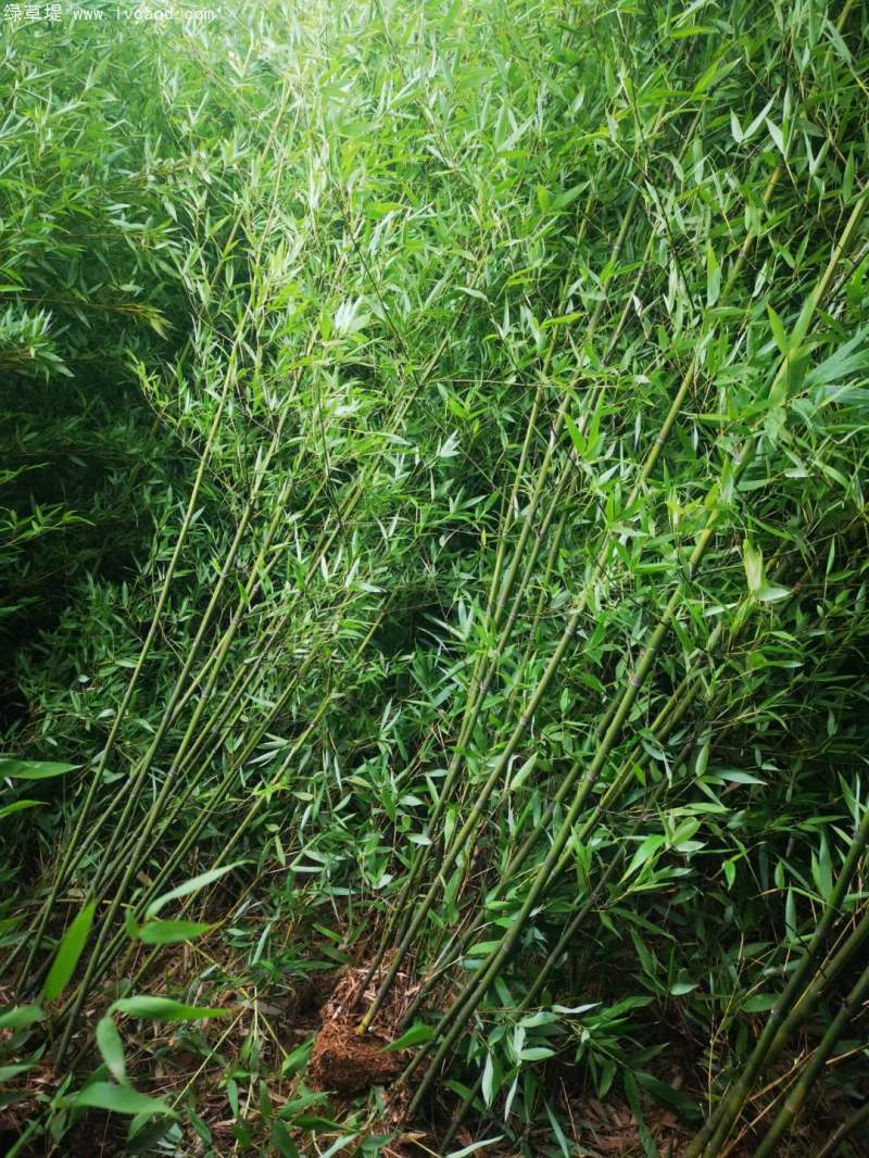 青竹苗綠竹苗