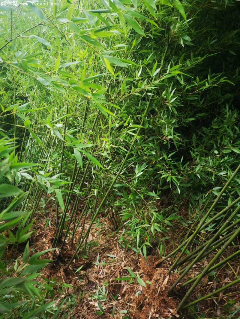 青竹苗綠竹苗
