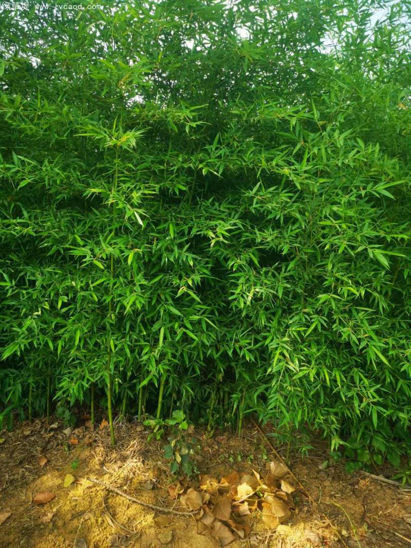 青竹苗綠竹苗