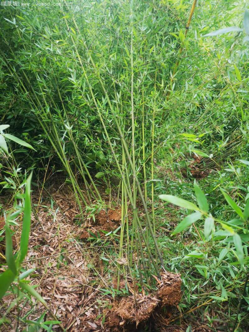青竹苗綠竹苗