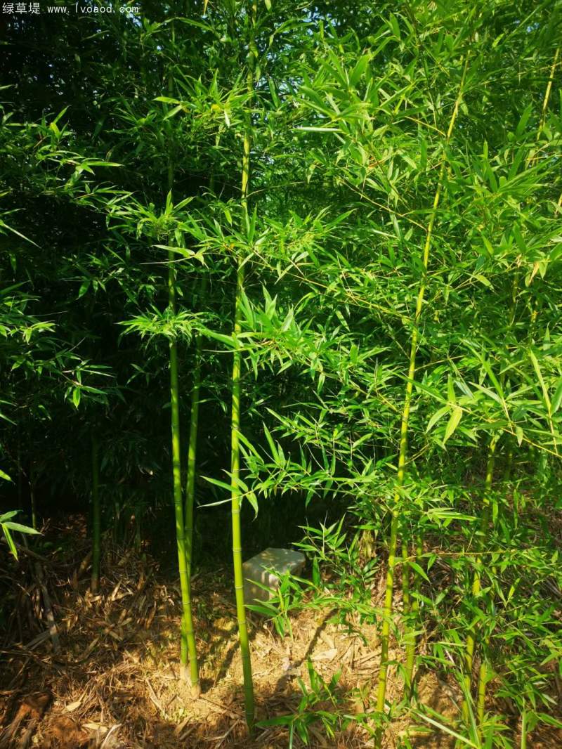 青竹苗綠竹苗