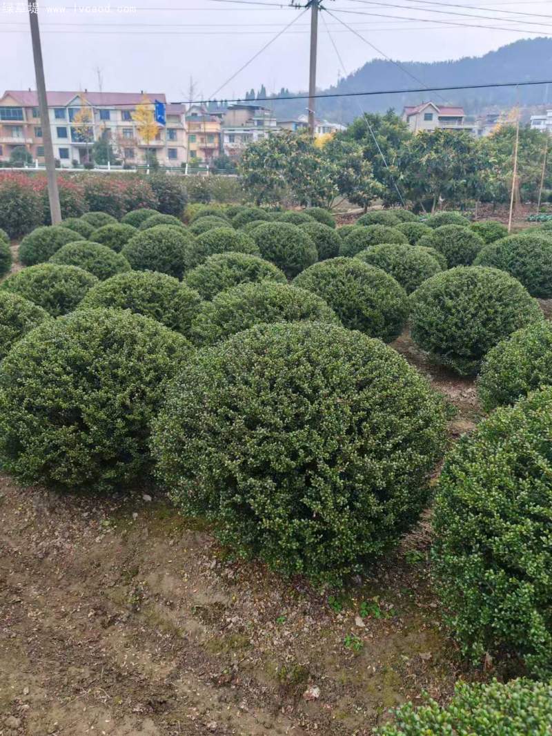 龜甲冬青球