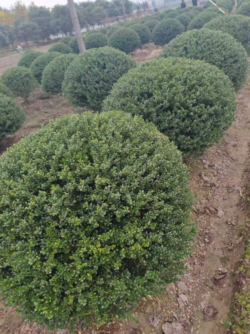 龜甲冬青球