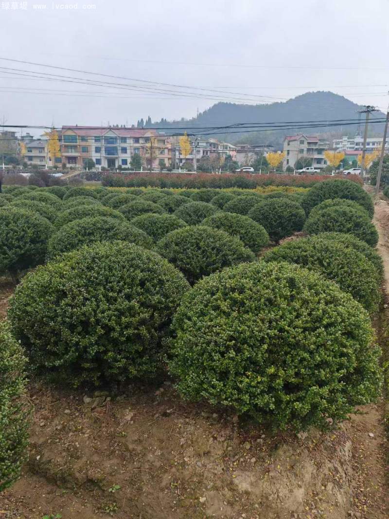龜甲冬青球