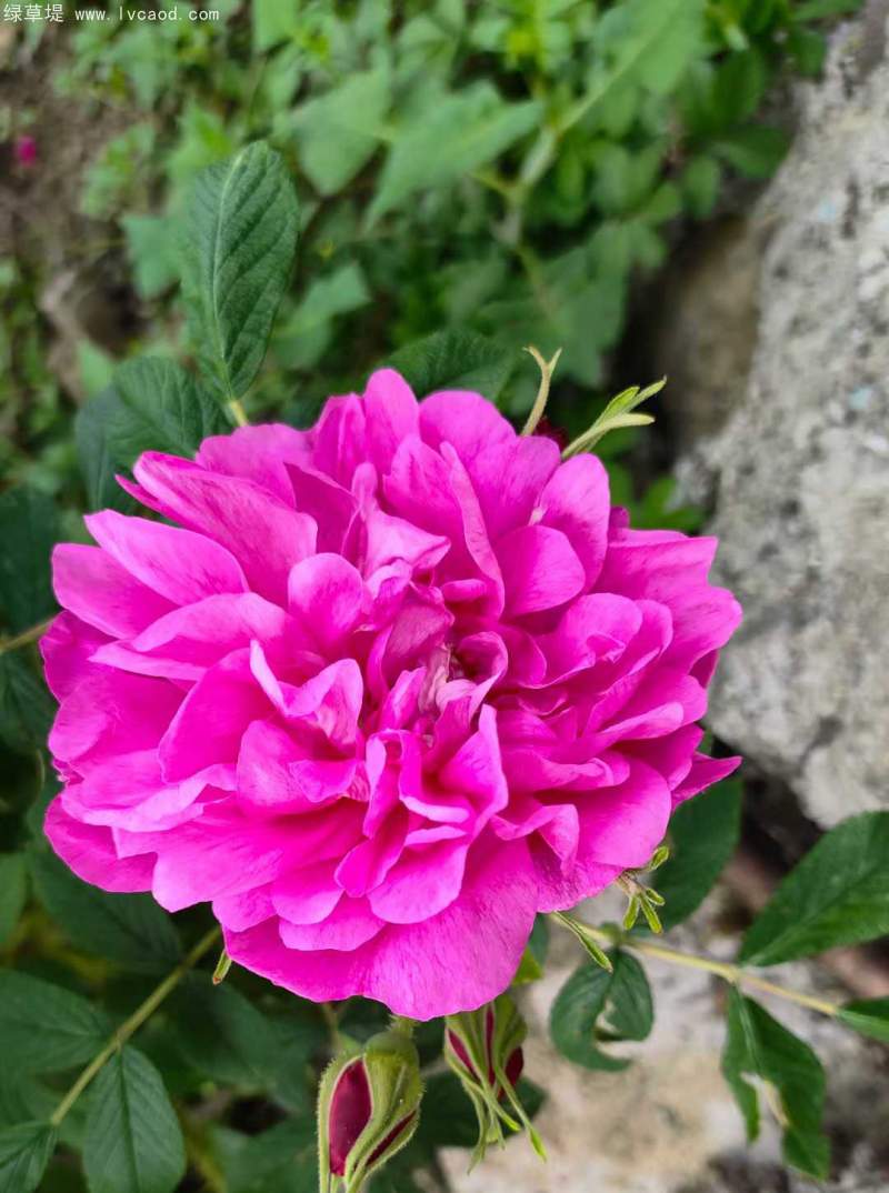 正宗玫瑰花