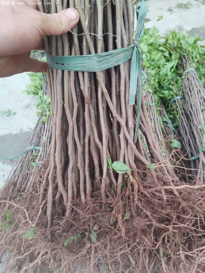 杜仲小苗