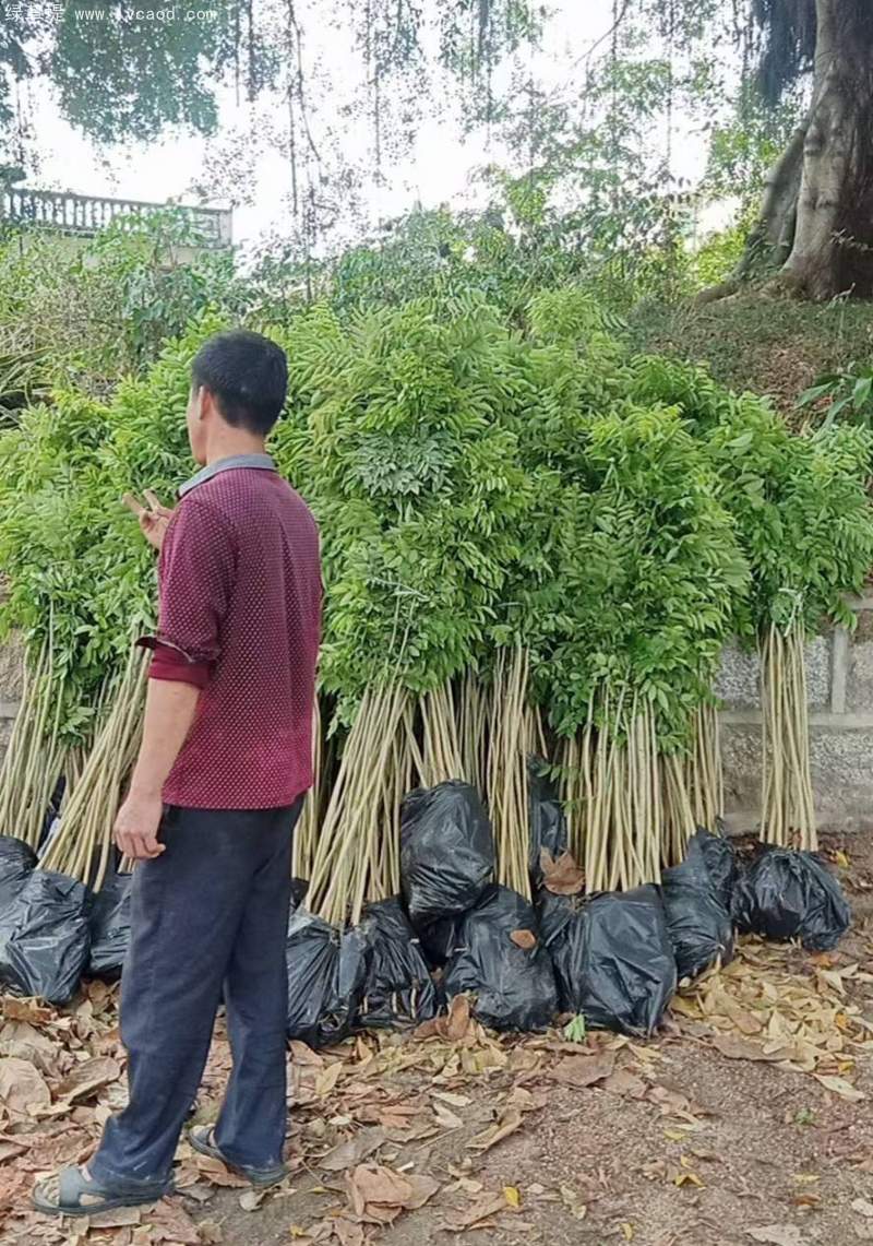 黃花梨樹苗