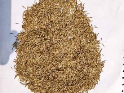 紫羊茅