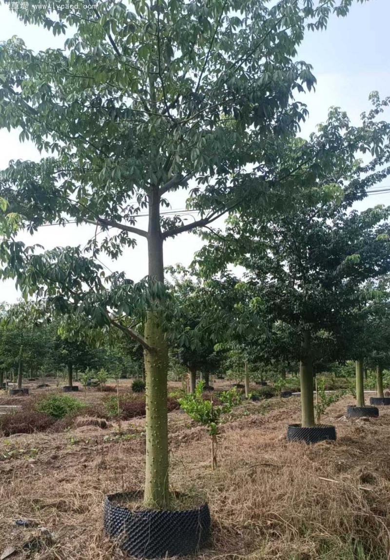 木棉樹苗