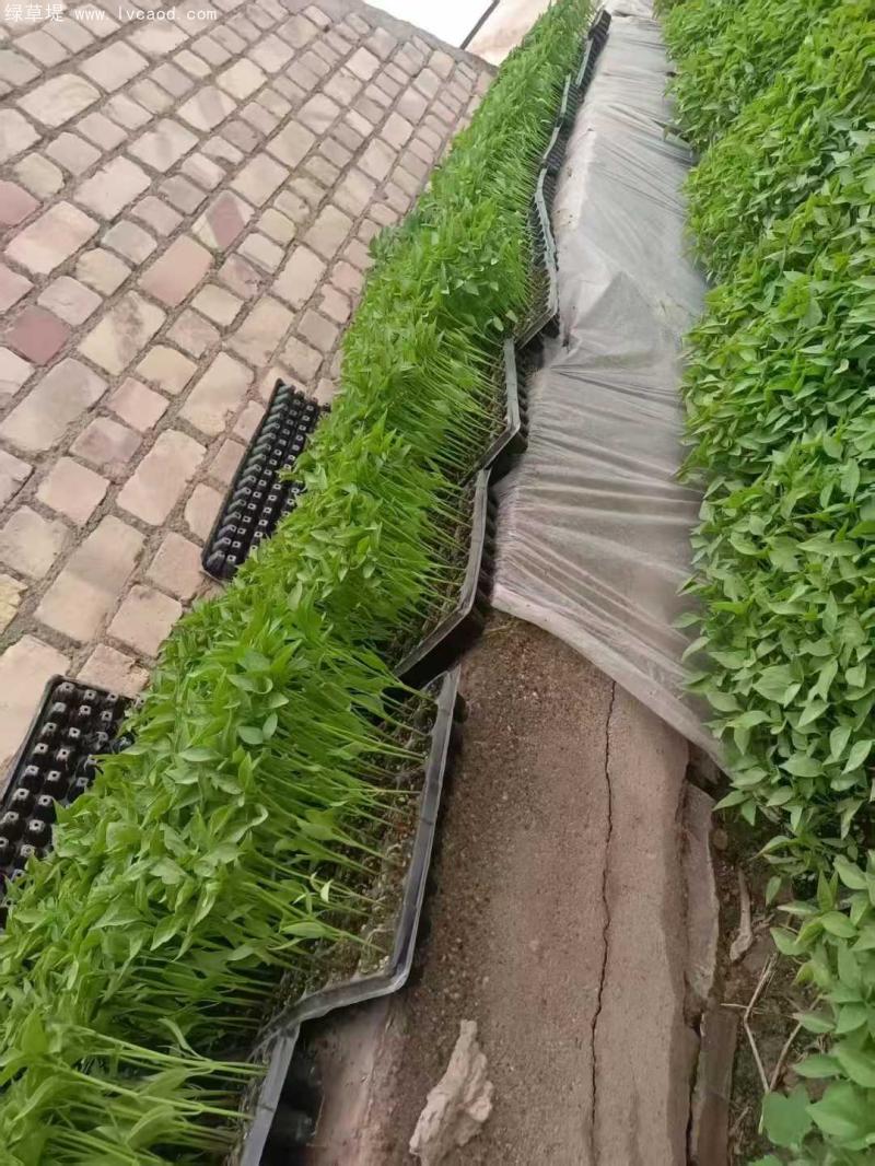 辣椒苗