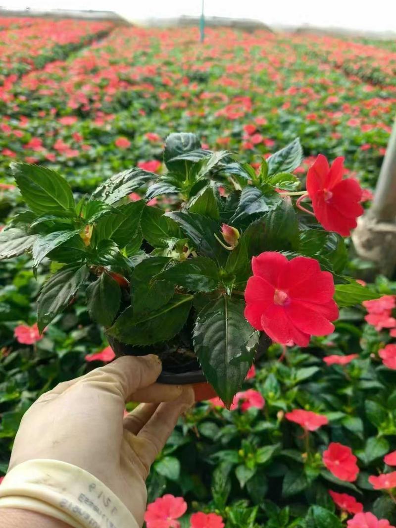 鳳仙花盆栽