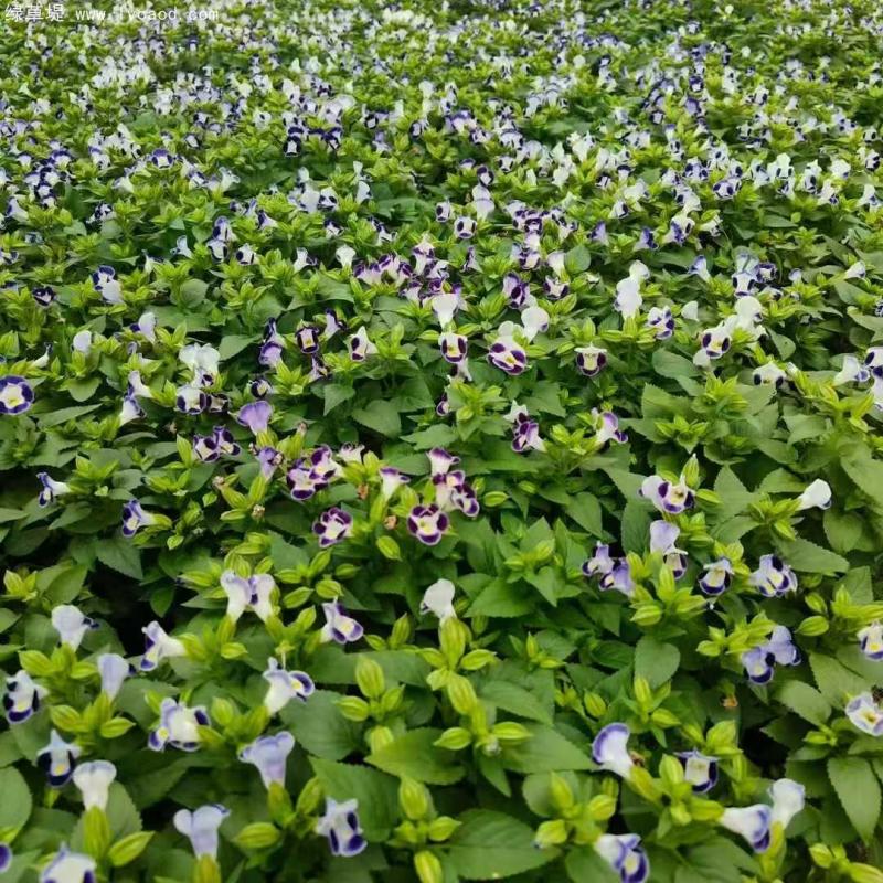 藍色夏瑾盆栽