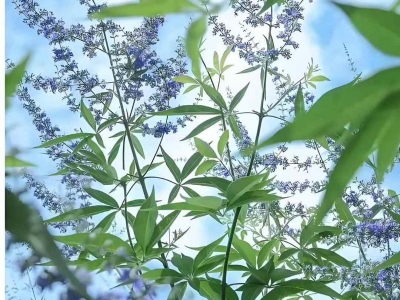 荊條